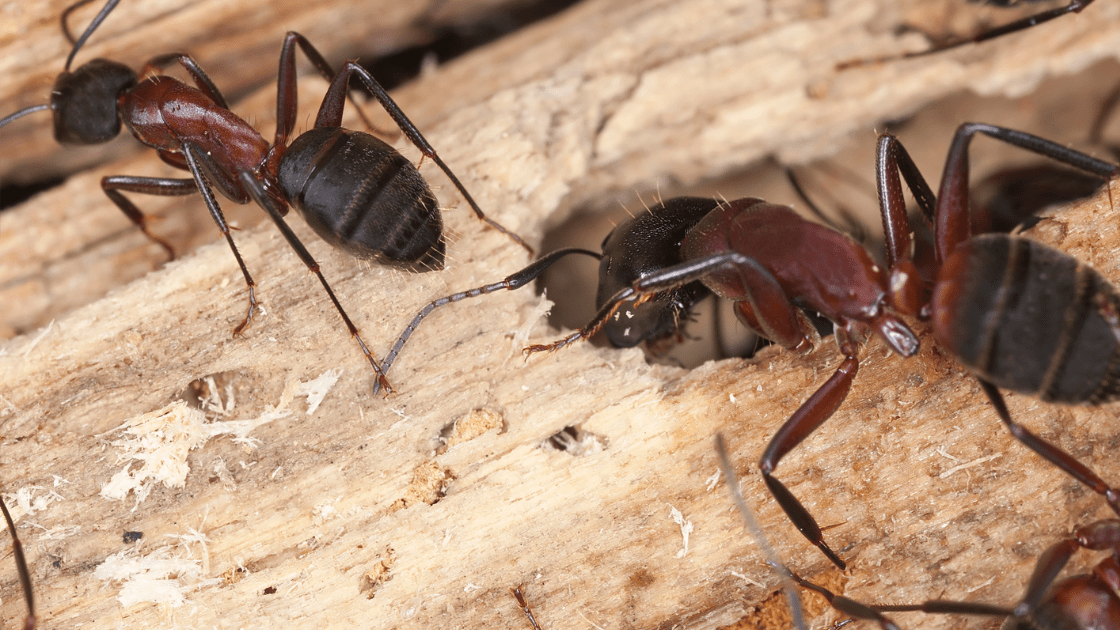 Close-up of two large black and reddish-brown ants crawling on wood with small holes and shavings, often a sign that pest control may be needed—an important consideration for homes in South Florida, especially the Miami Dade area.