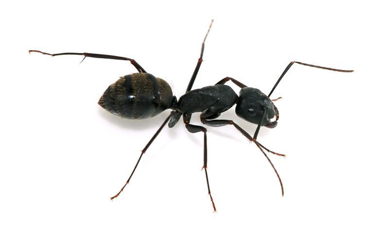 A close-up view of a black ant with six legs, segmented body, and antennae, shown on a white background—common in south Florida and the Miami area.