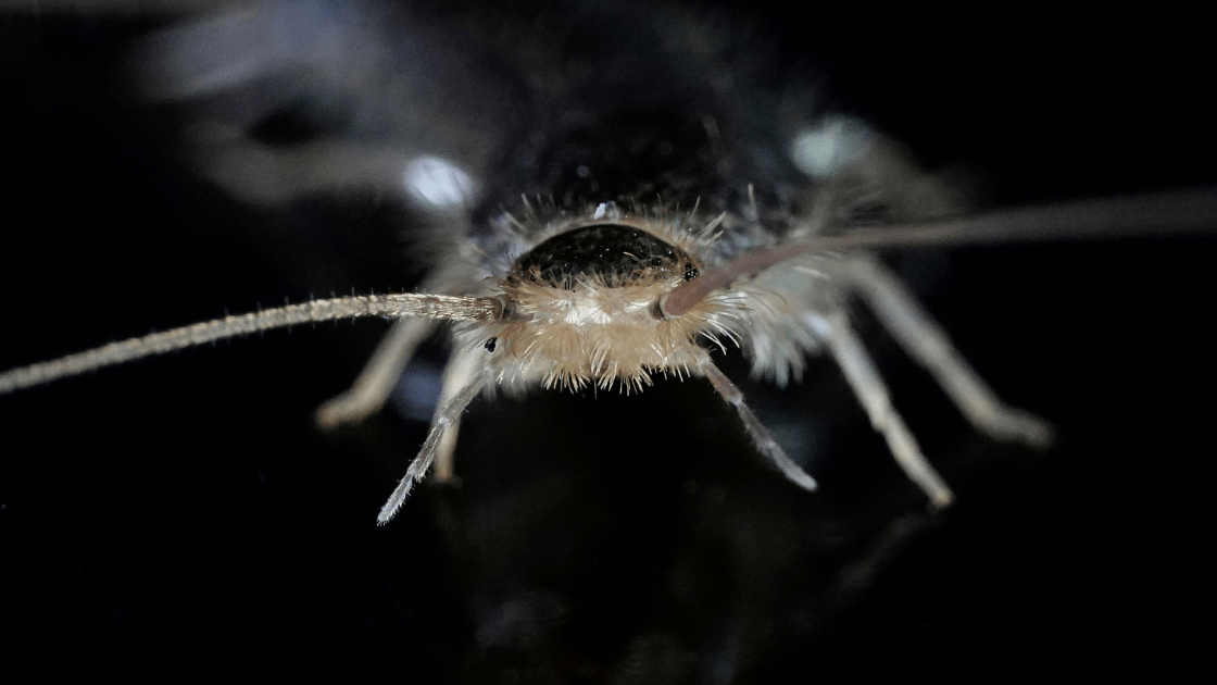 Close-up, front-facing view of a silverfish insect, a common Miami pest, showing its antennae, legs, and fine body hairs against a dark background—highlighting the need for effective pest control in Miami Dade homes.