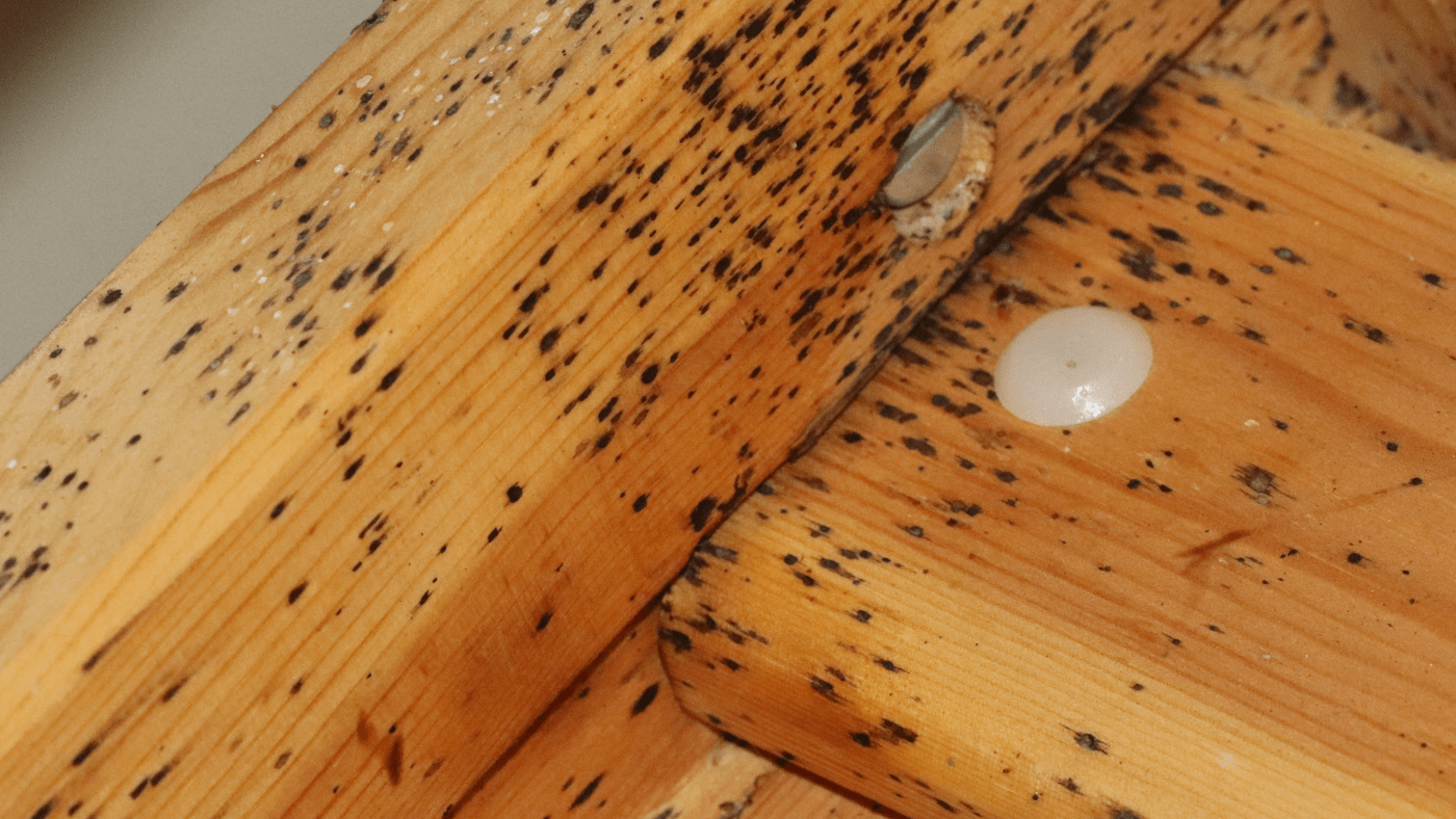 Close-up of light-colored wooden boards with dark mold spots and a white plastic cap embedded in the surface, showing signs of mold contamination and moisture damage—common issues addressed by pest control experts in Miami-Dade.