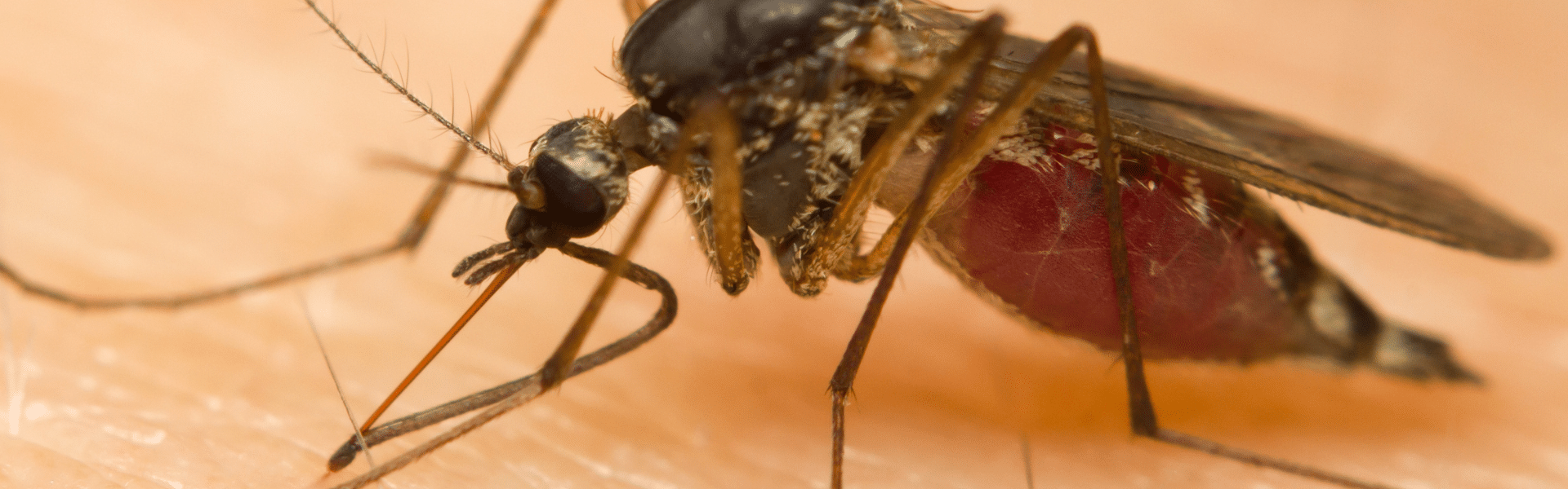 A close-up image of a mosquito with a reddish, swollen abdomen, indicating it is filled with blood, standing on human skin—a common concern for pest control in South Florida.