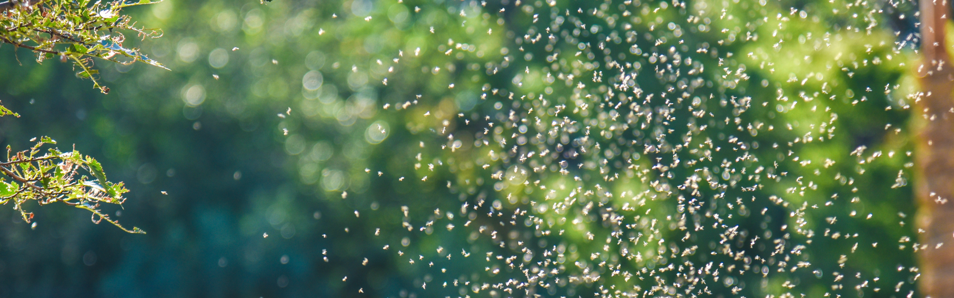 A swarm of small insects flies near leafy branches, illuminated by sunlight filtering through trees—a common sight in South Florida, where pest control is essential to keep outdoor spaces comfortable.