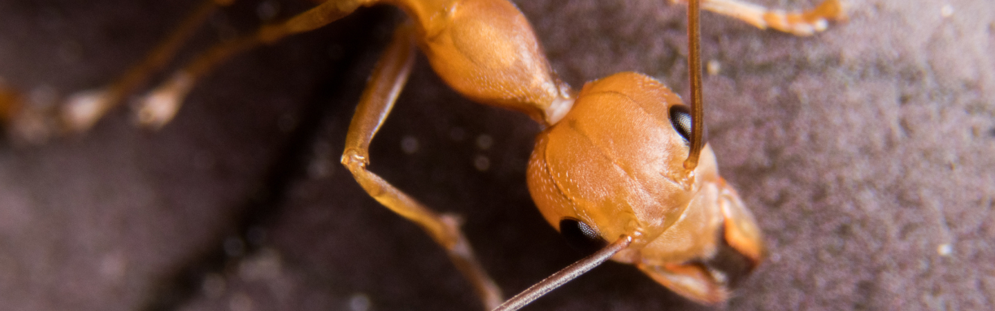 Close-up view of an orange ant with large black eyes, detailed body texture, and long antennae, crawling on a rough, brown surface—an example of common pests in Miami Dade and South Florida.