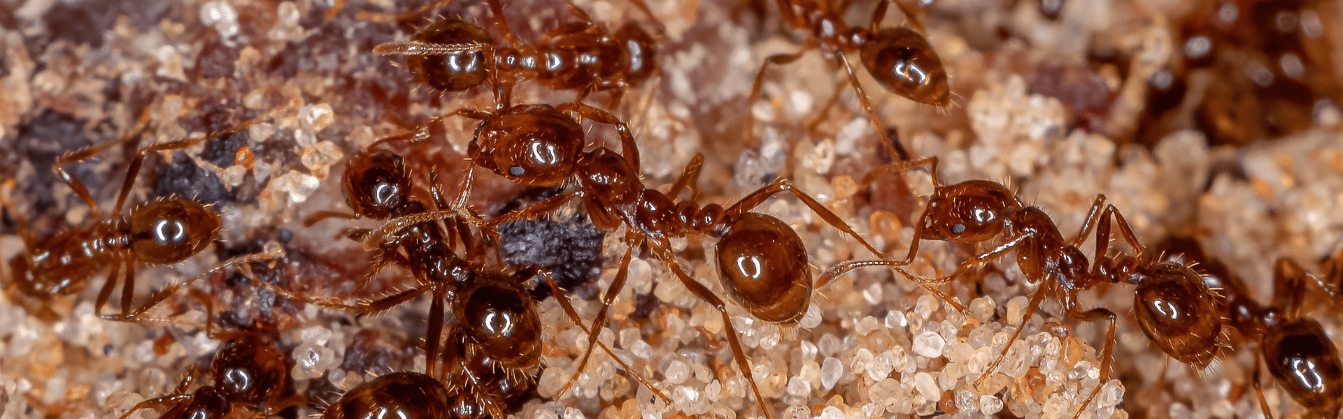 Close-up view of several reddish-brown ants crawling on a surface covered with small grains of sand and soil in Miami Dade, highlighting the need for pest control in South Florida homes. Their bodies and legs are clearly visible in this detailed image.