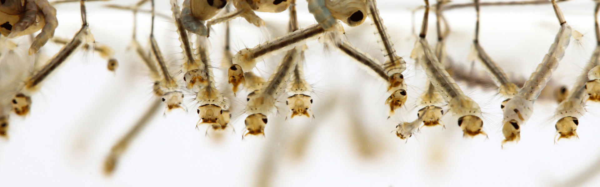 Close-up view of mosquito larvae hanging upside down at the water’s surface in South Florida, showing their segmented bodies and small, bristly heads against a white background—a reminder of the region’s ongoing pest control challenges.
