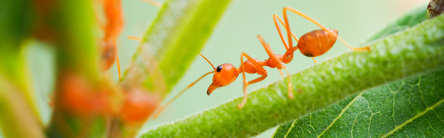 Close-up of a bright orange ant walking along a green plant stem in South Florida, with a blurred green background and leaves in the frame.