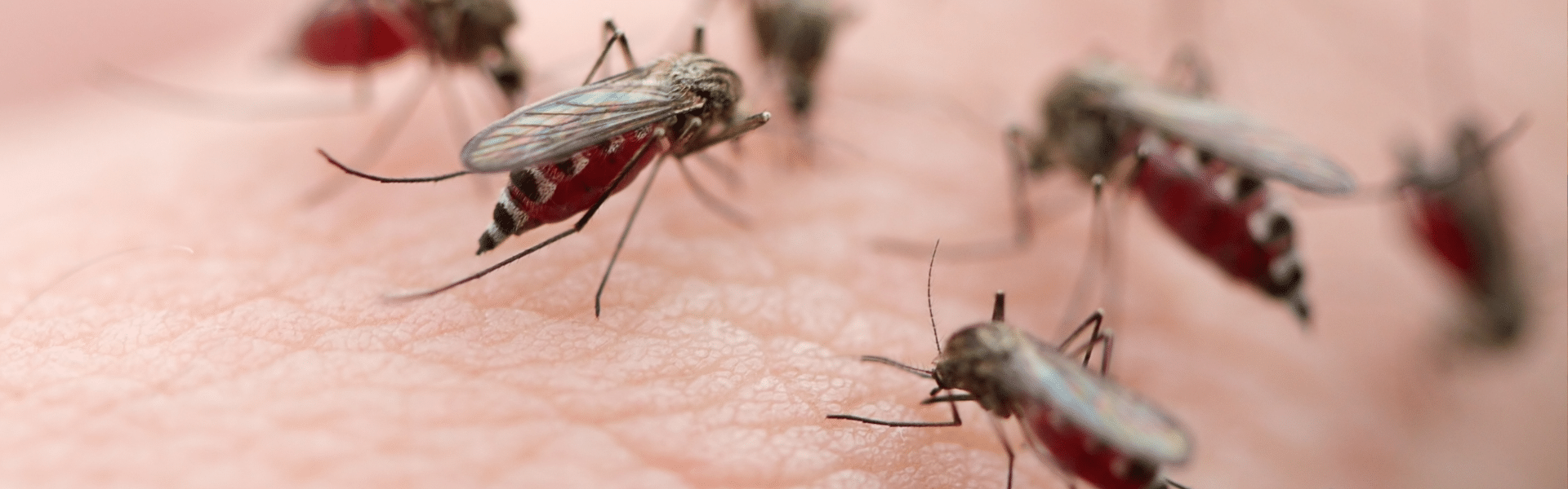 Close-up of several mosquitoes with red, blood-filled abdomens on human skin in South Florida, showing the insects feeding. The skin’s texture is visible in the background, highlighting the need for effective pest control in Miami.