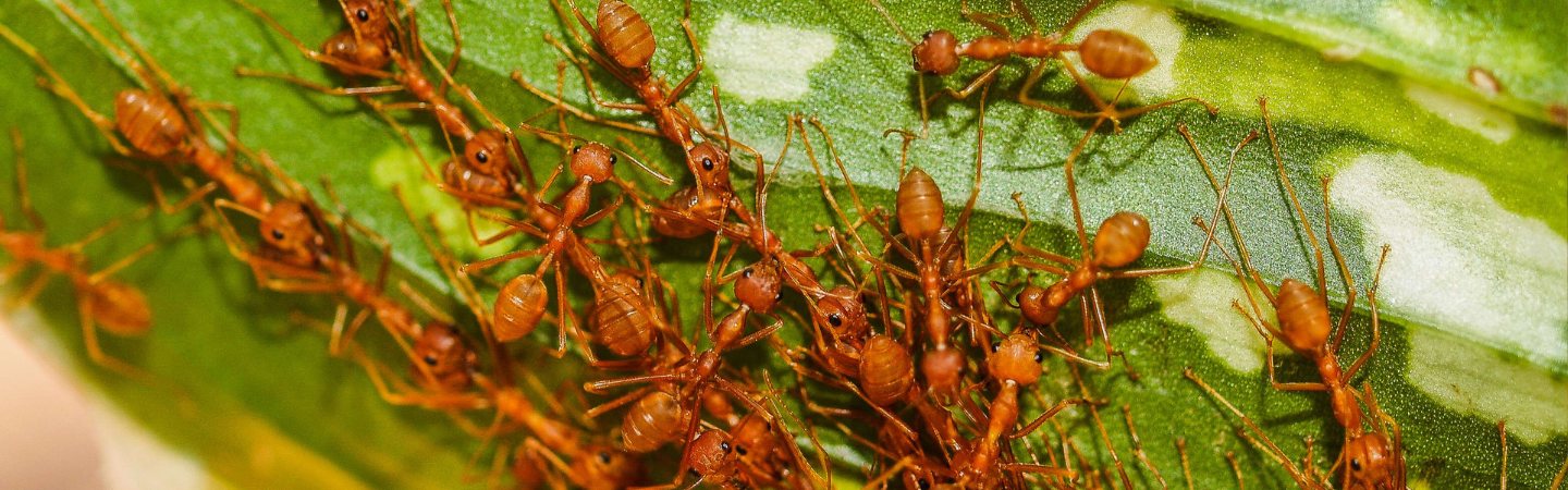 A close-up view of many reddish-brown ants crawling over a green leaf with light spots in South Florida. The ants are clustered together, showing details of their bodies and legs against the leaf’s textured surface—an issue for local pest control.