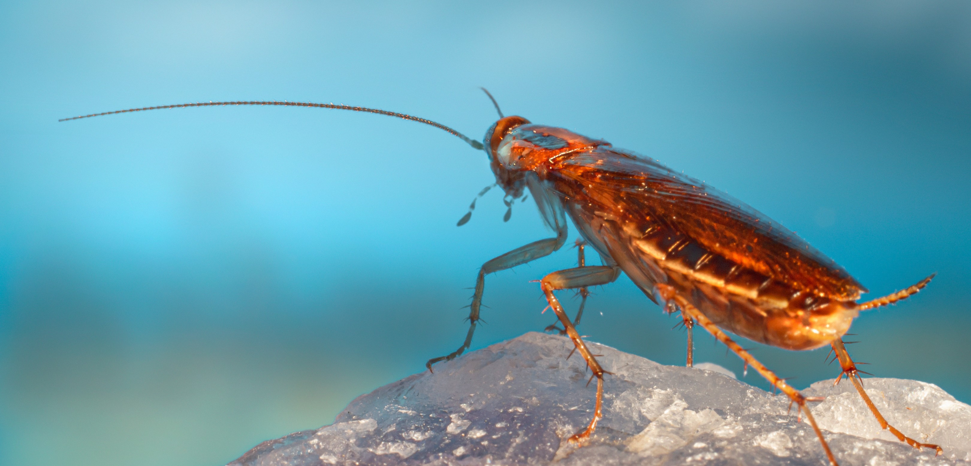 A close-up of a brown cockroach standing on a piece of clear crystal or ice, with a blue blurred background—perfect for highlighting pest control challenges in Miami-Dade.