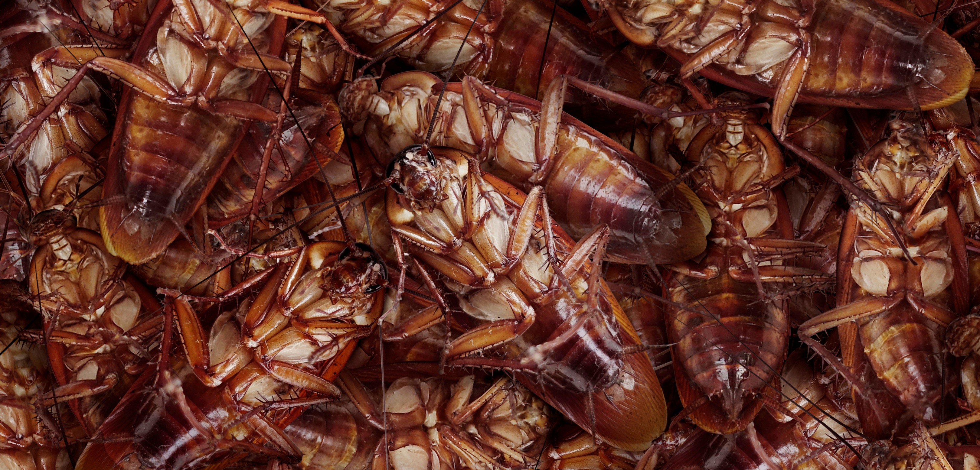 A close-up view of a large pile of brown cockroaches lying on their backs in Miami-Dade, showing their legs and segmented bodies overlapping each other.