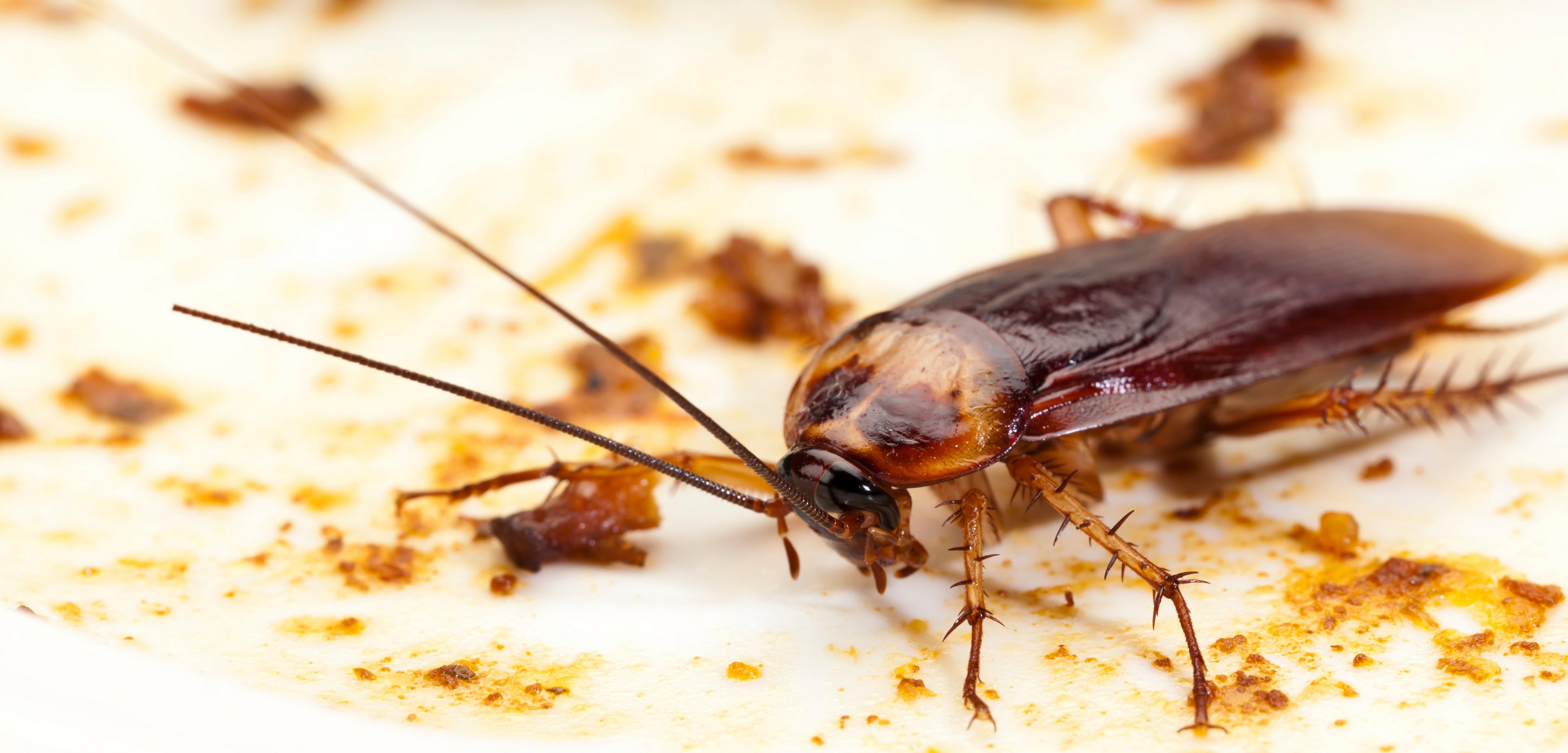 A close-up of a brown cockroach standing on a white surface with scattered crumbs and debris around it, common in homes across Miami and South Florida.