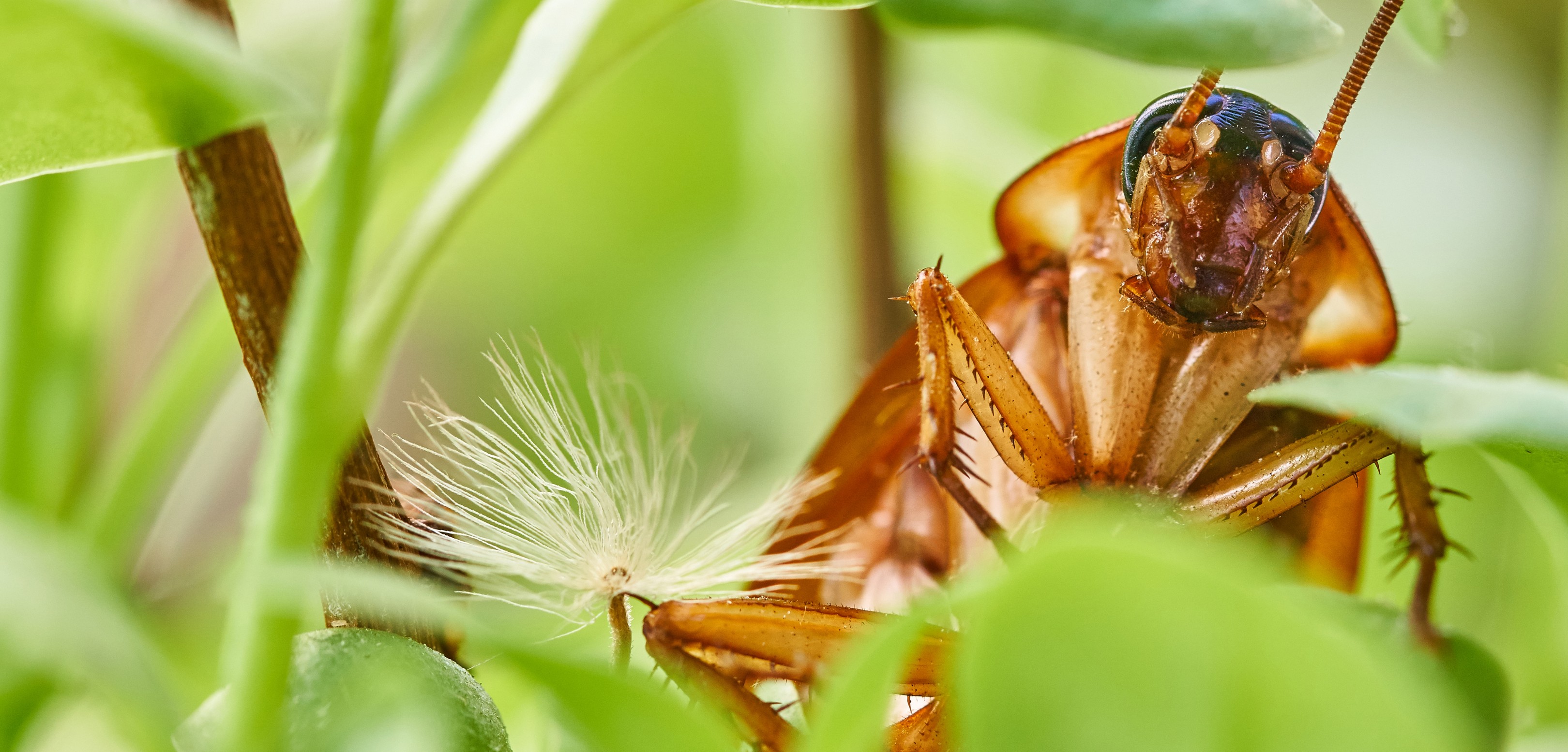 A close-up of a brown cockroach among green leaves, with a white dandelion seed nearby, highlights the insect’s detailed antennae and head—a common sight in South Florida, where pest control is essential.