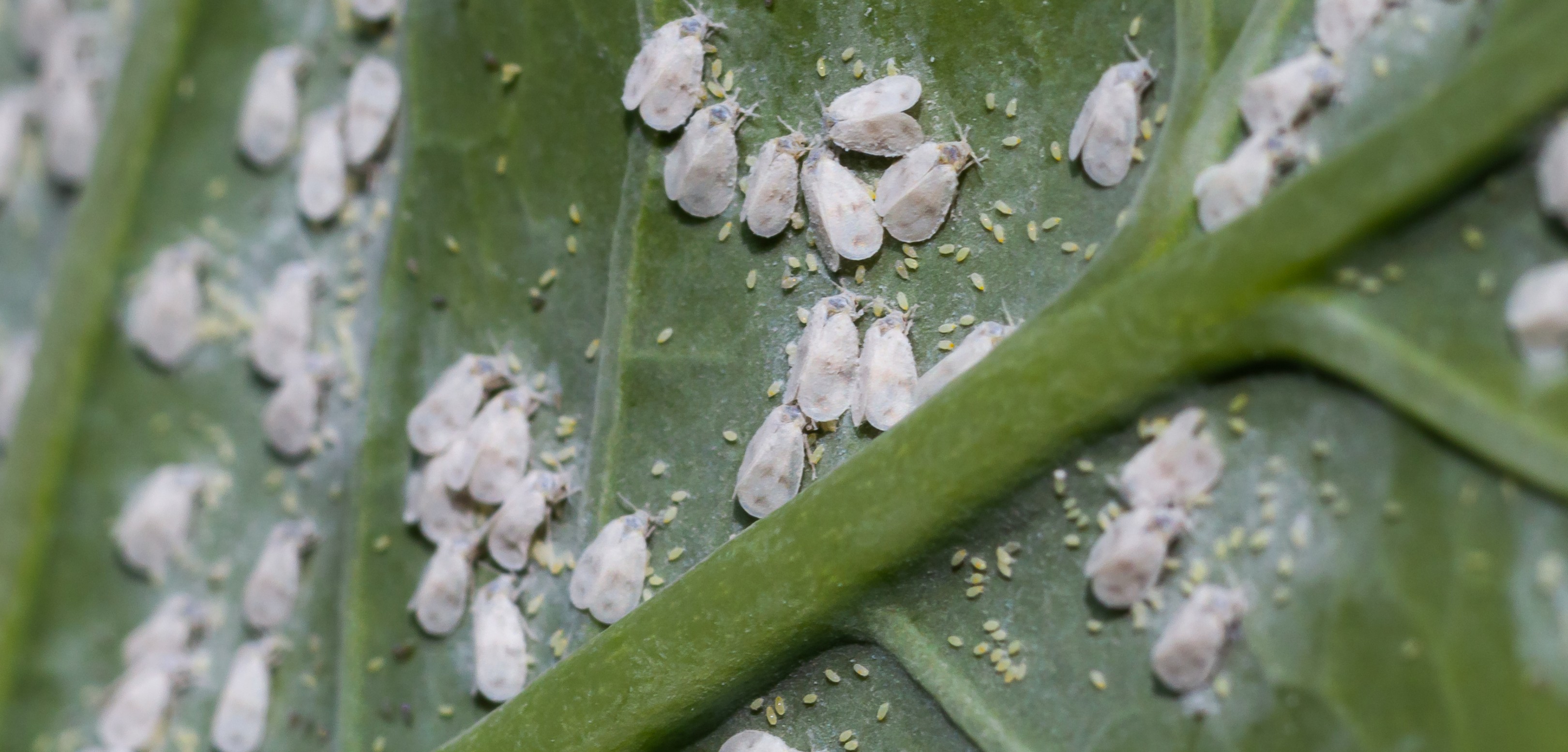 Close-up of a green leaf in South Florida infested with clusters of small white insects, likely whiteflies, scattered across the surface, some with tiny yellowish eggs or larvae around them.
