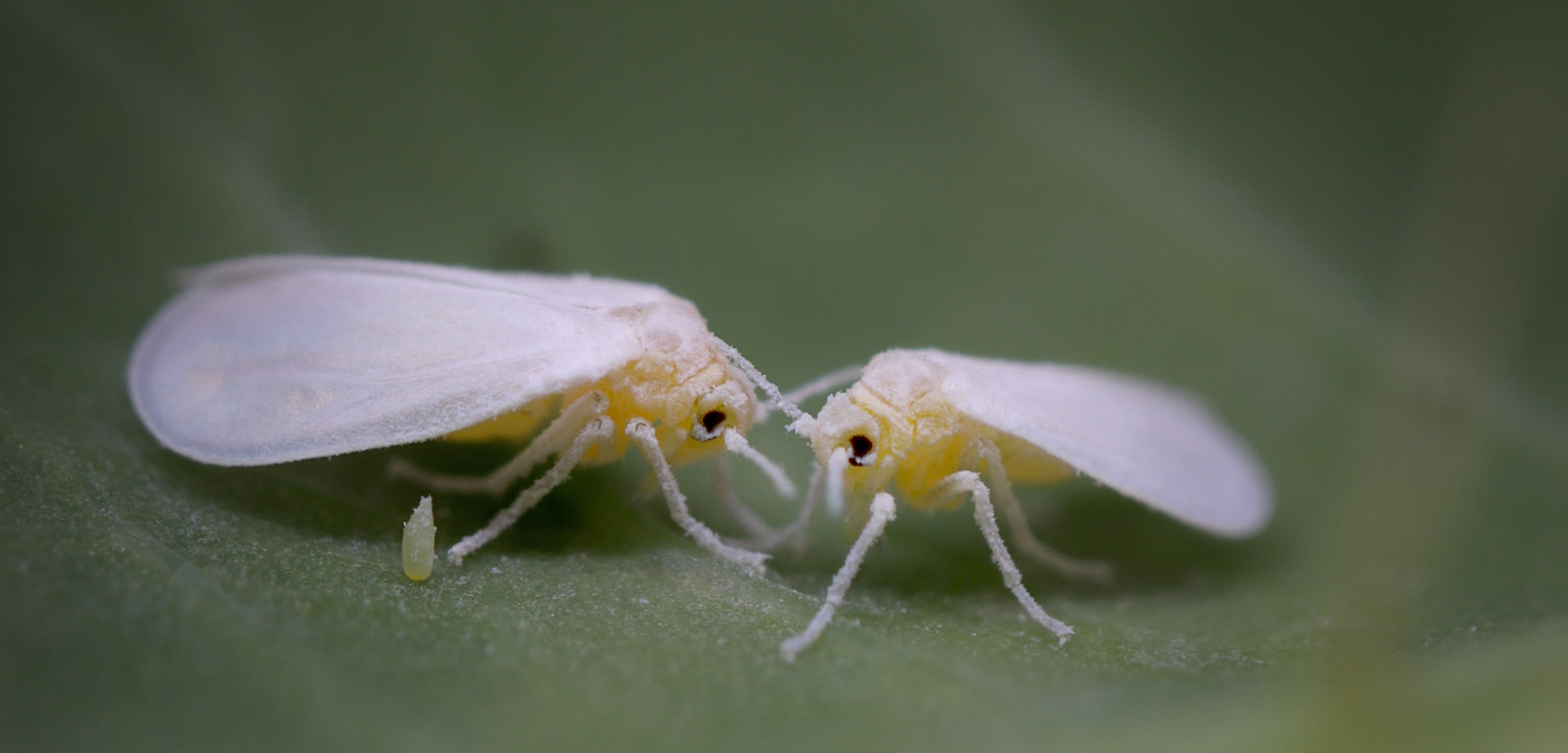 Close-up of two tiny whiteflies facing each other on a green leaf in South Florida. Their delicate wings and legs are clearly visible against the blurred background.