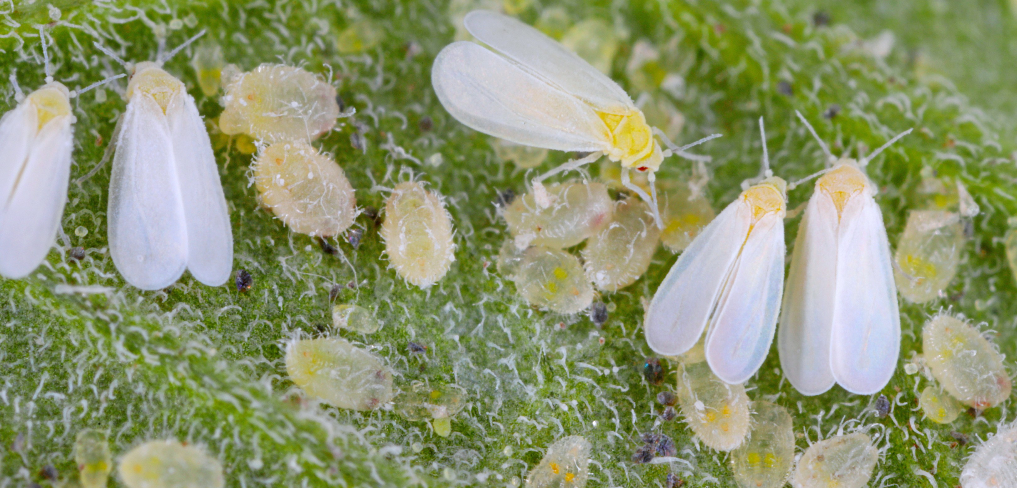 Close-up of small whiteflies and their yellowish nymphs clustered on a textured green leaf surface in South Florida. The insects have delicate, translucent wings and are surrounded by fine leaf hairs.