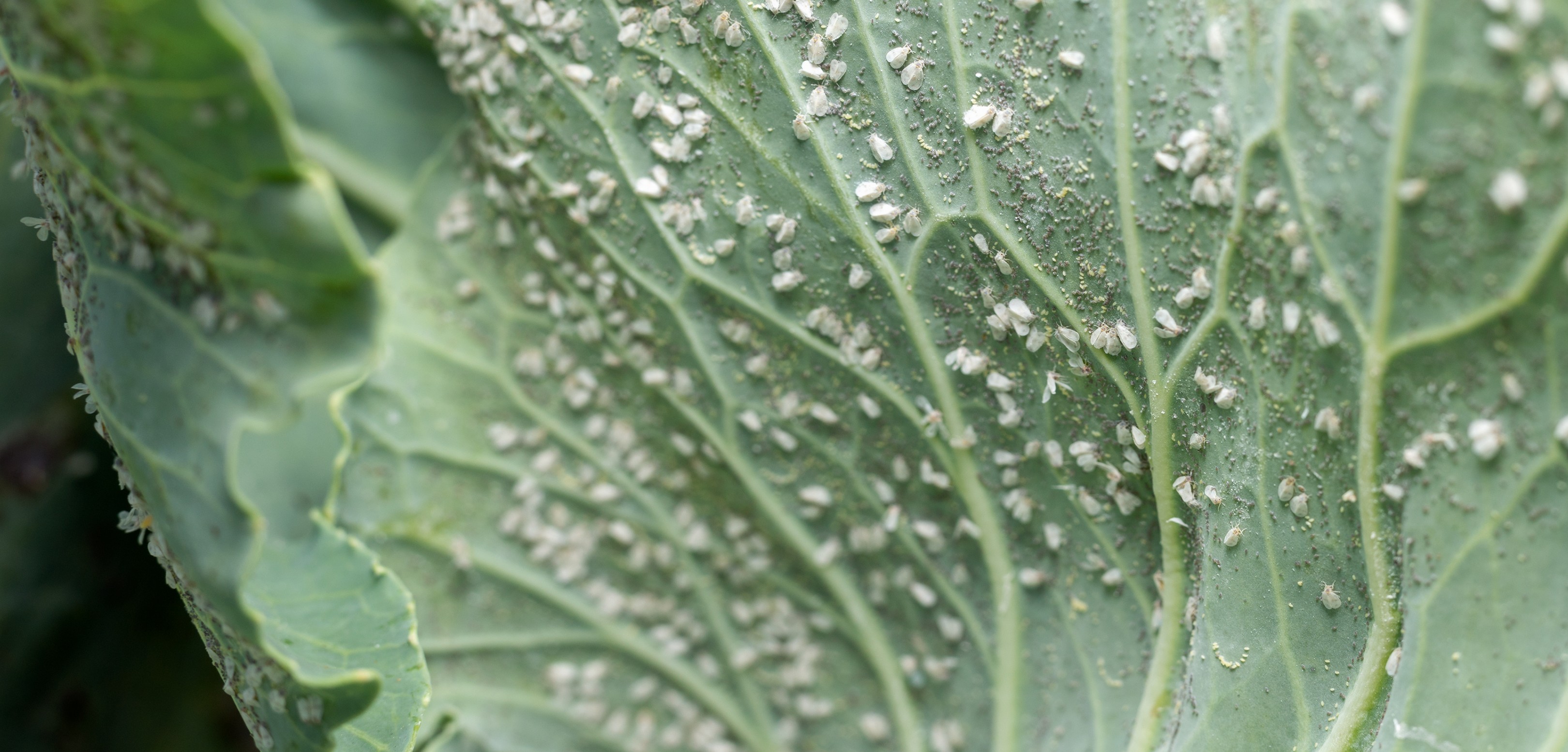 Close-up of a green leaf infested with numerous small white aphids along the veins and surface, showing pest damage on a plant common in Miami-Dade and across South Florida.