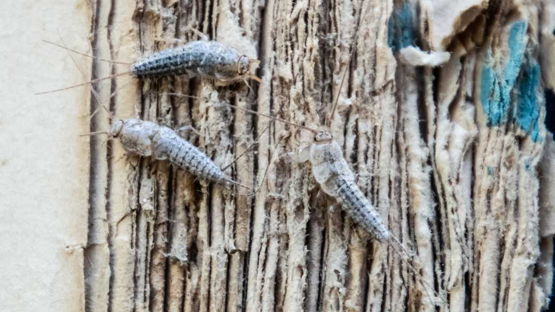 Three silverfish insects crawl on the frayed spine of an old, damaged book. The book’s binding is worn, with visible fibers and peeling paper—a clear sign that professional pest control may be needed in Miami Dade.