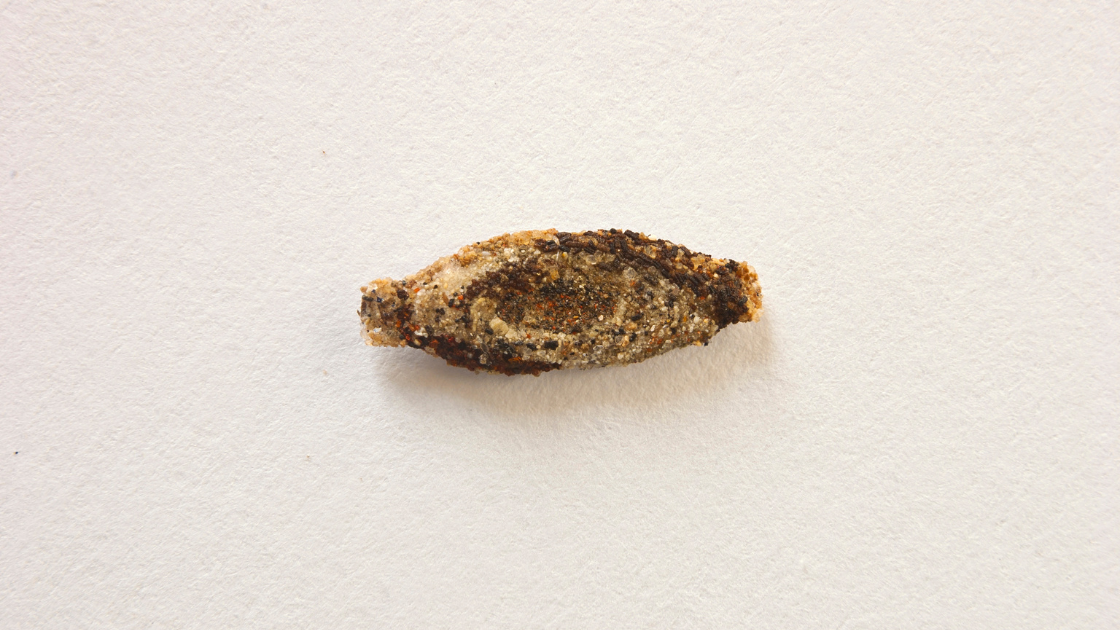 A small, oval-shaped object with a rough, grainy texture and dark brown edges, resembling a seed or pod, placed on a plain white background—often seen in Miami homes as part of pest control inspections.