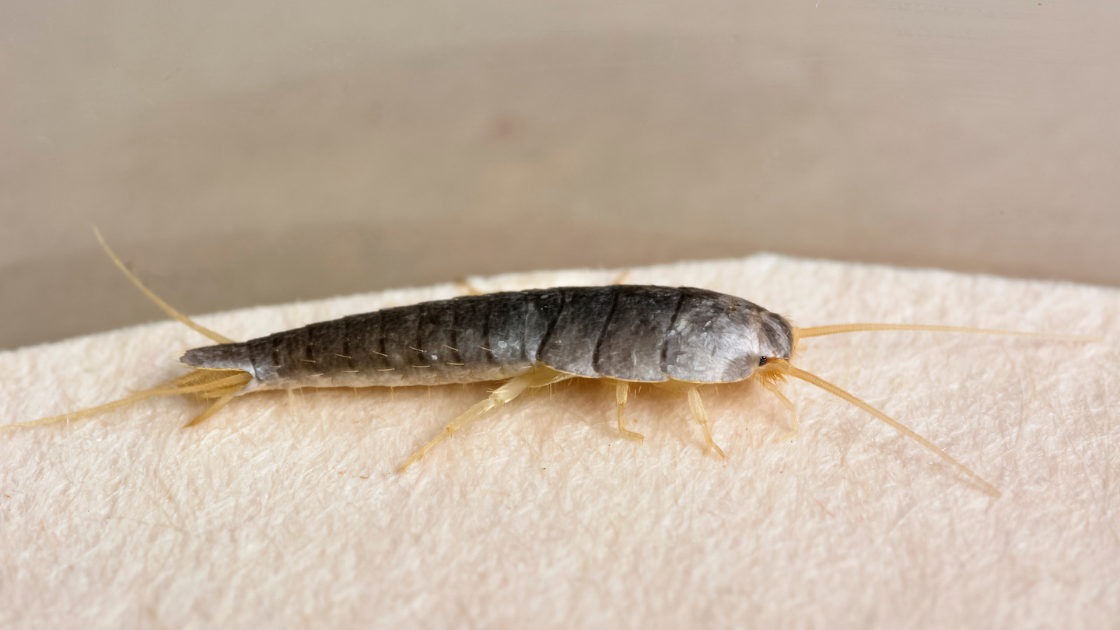 A close-up of a silverfish insect with a long, segmented gray body and multiple thin, light-colored legs and antennae, crawling on a light-colored surface in a typical Miami Dade home.
