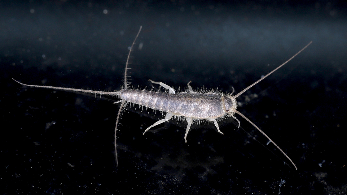 A close-up of a silverfish insect with long antennae and a bristly body, seen against a dark background. Ideal for Miami pest control professionals identifying pests by their six legs and three long tail-like appendages.