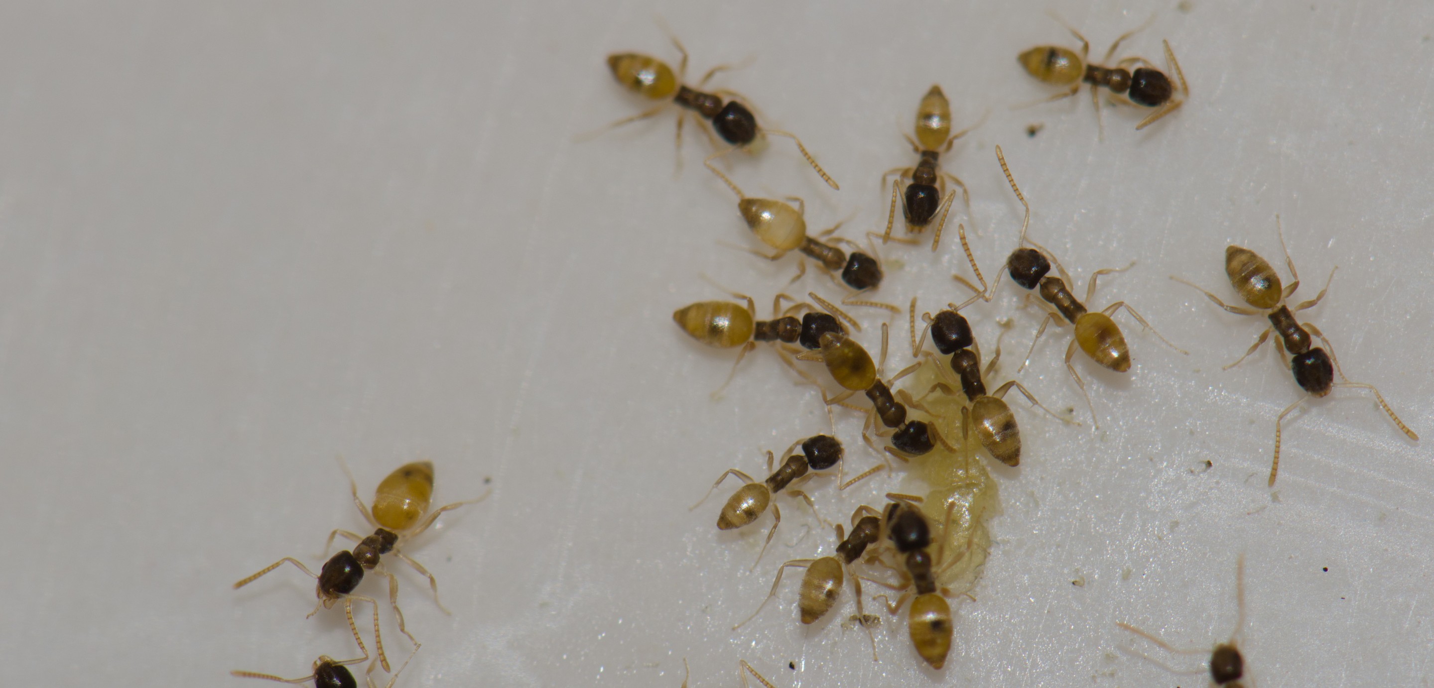 A group of small ants with yellowish-brown bodies clustering together on a smooth, light-colored surface—a common sight in South Florida, where pest control is often needed to keep these tiny invaders at bay.