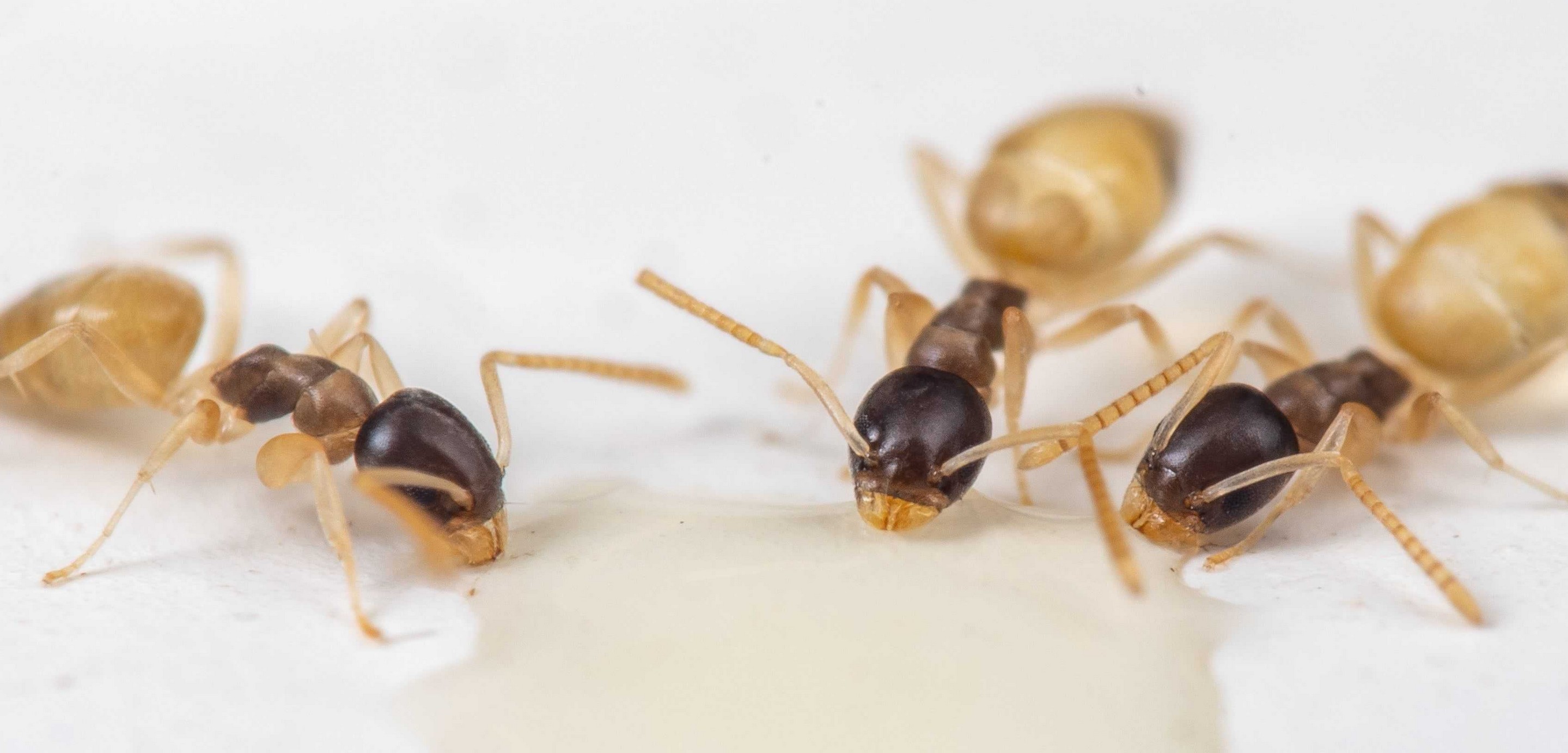 Close-up image of several small ants with dark heads and lighter bodies gathered around a puddle of liquid on a white surface, highlighting a common pest control concern in Miami Dade.