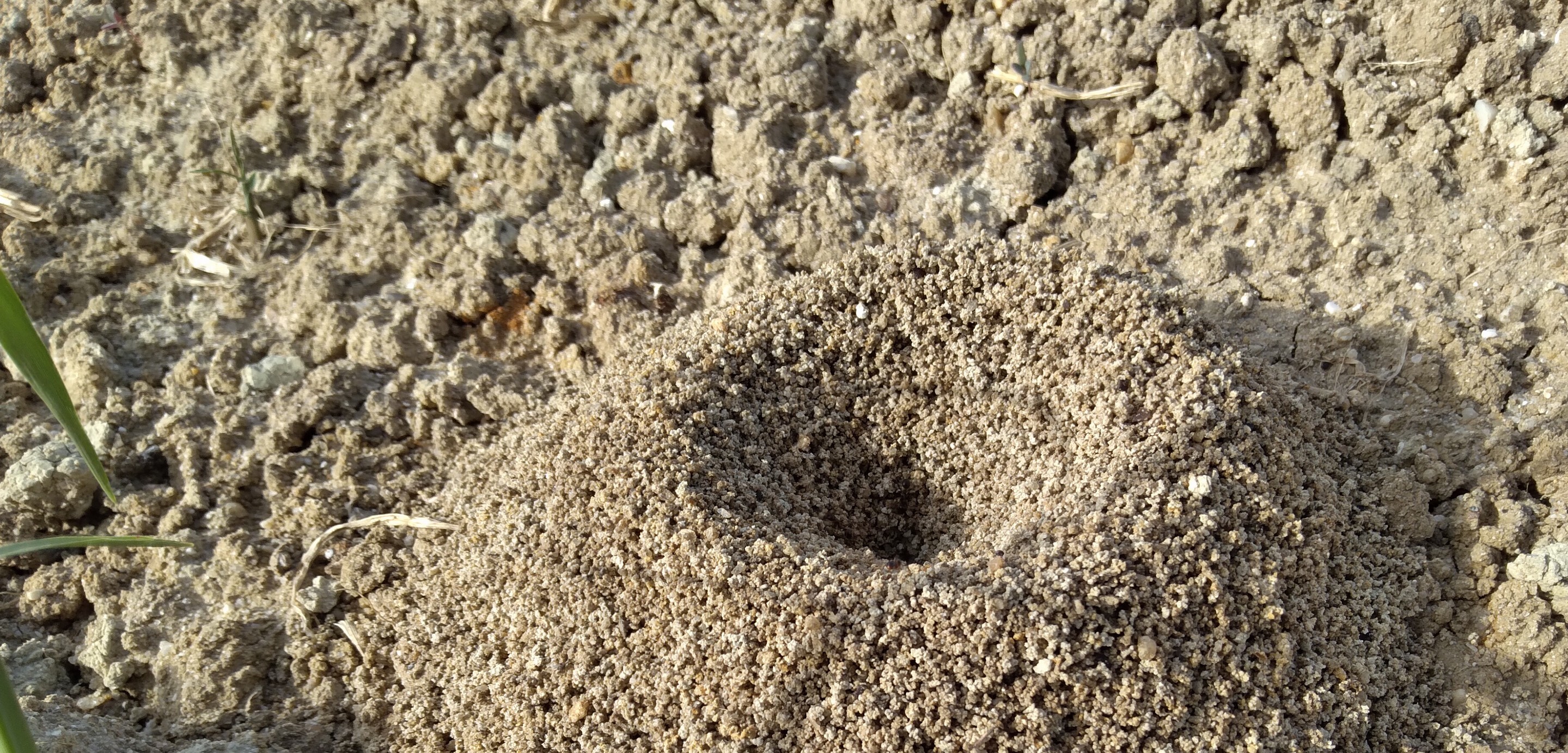 A close-up of an ant hill made of loose soil with a central hole, surrounded by dry, rough ground. A green blade of grass is visible on the left side—common in South Florida and often addressed by local pest control services.
