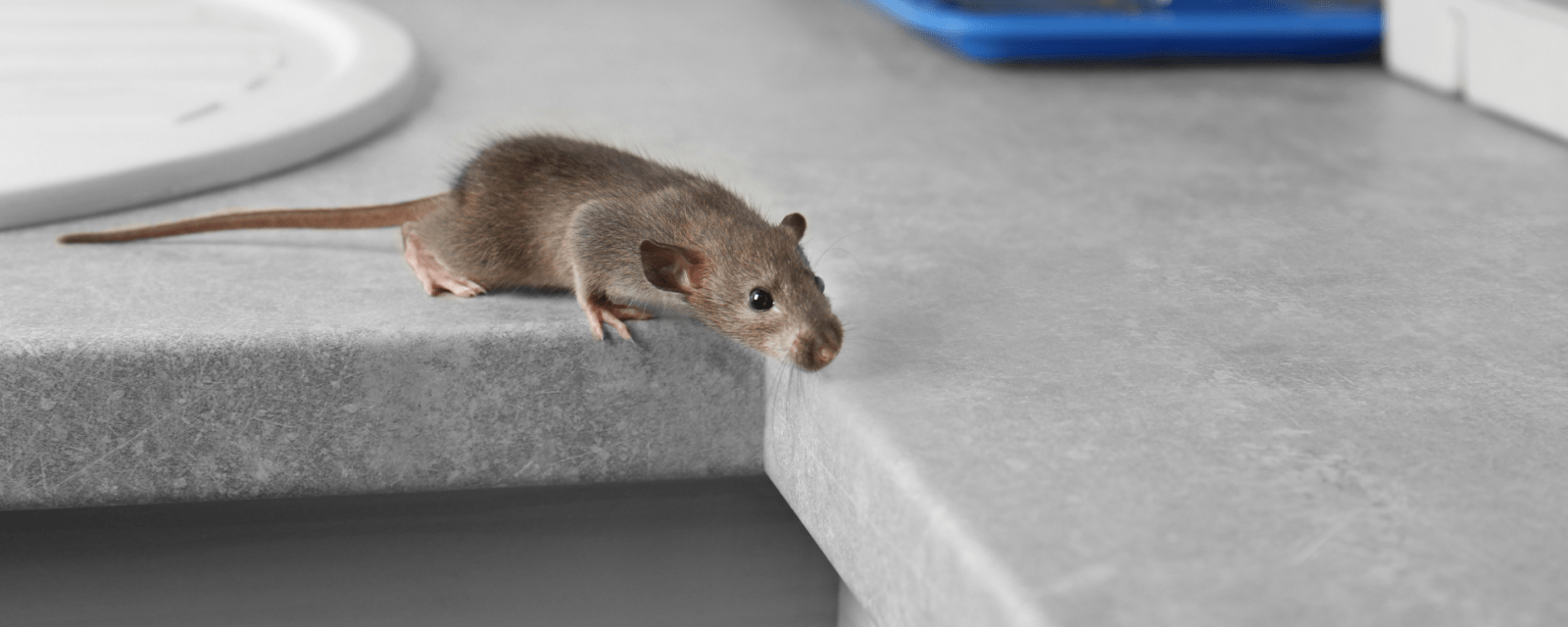 A brown rat cautiously leans over the edge of a gray kitchen countertop, appearing to look down towards the floor—a familiar sight that highlights the need for pest control in South Florida homes.