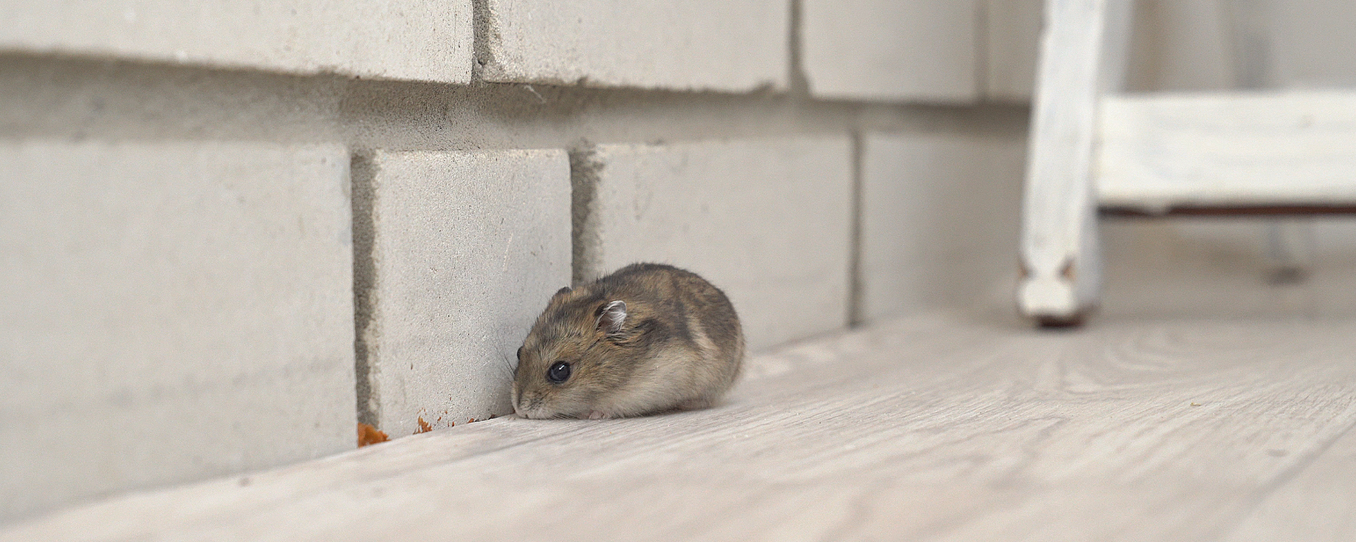 A small brown hamster is sniffing the floor near a gray brick wall and a white wooden chair, with light wooden flooring beneath it—a cute scene often found in Miami homes before pest control steps in.