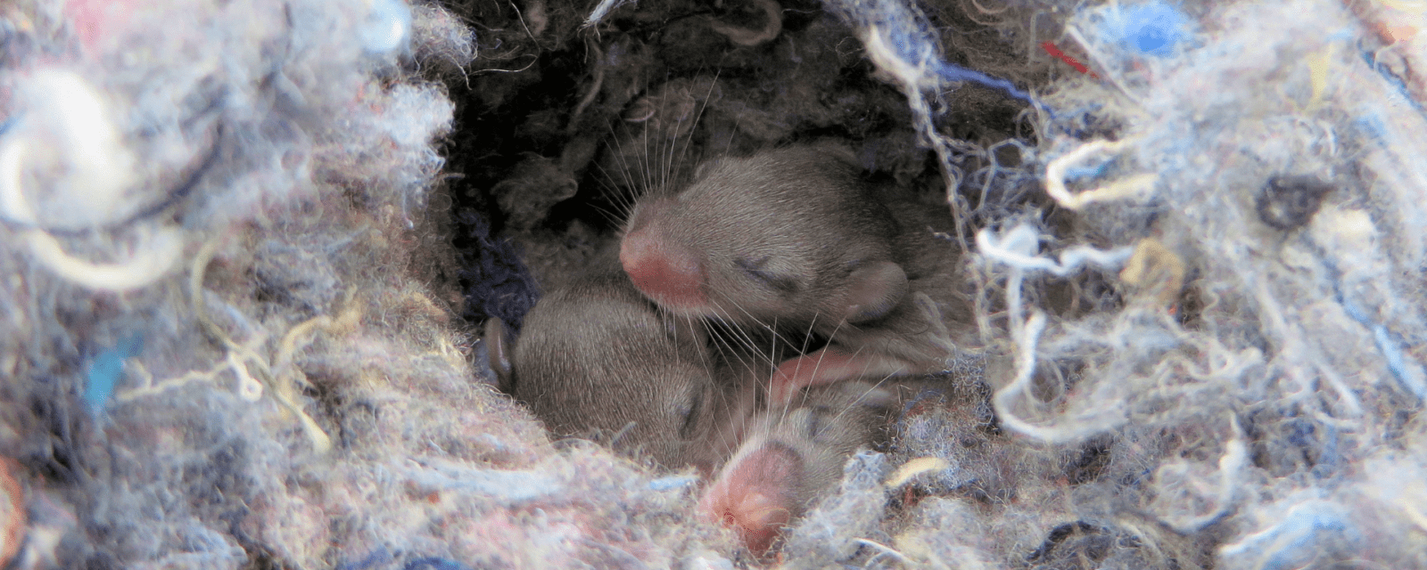 Two small, newborn mice with closed eyes and pink noses are nestled closely together in a soft, shredded nest—an all-too-common sight for homeowners needing pest control in South Florida.