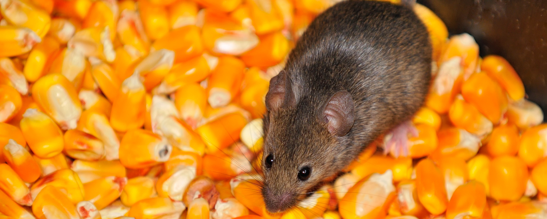 A brown mouse sits on top of a pile of yellow corn kernels, viewed from above—a reminder that effective pest control is essential in places like Miami.