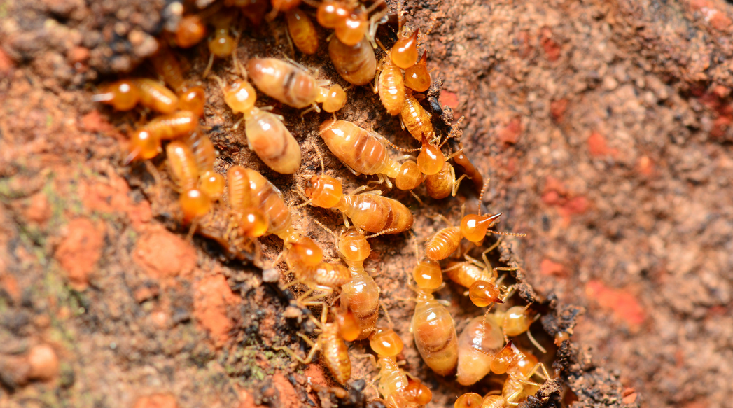 A close-up view of a group of orange termites clustered together on a rough, brown surface in South Florida, likely soil or decaying wood.