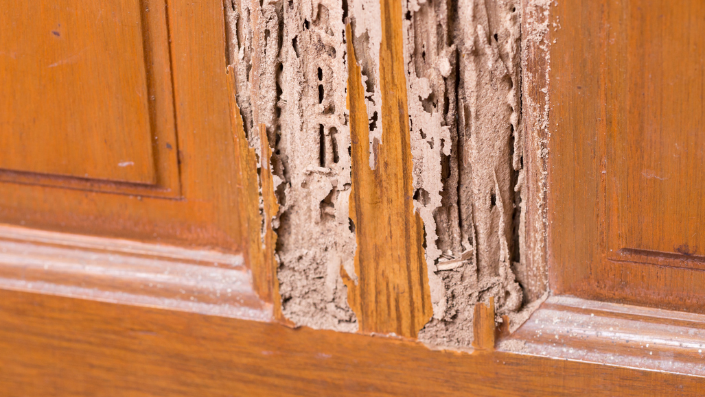A wooden door with severe termite damage in South Florida, showing a large, irregular hole with splintered wood and visible tunnels—an urgent reminder of the need for effective pest control in Miami homes.