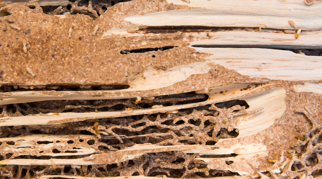 Close-up of damaged wood with tunnels and galleries made by termites, several small termites crawling inside the decayed, textured wood—a clear sign that pest control is needed in Miami and South Florida homes.