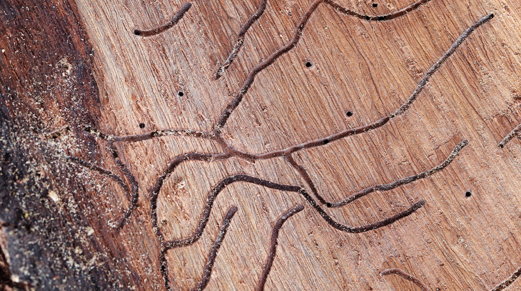 Close-up of a tree trunk in South Florida shows winding tunnels and small holes created by wood-boring insects, revealing intricate patterns just beneath the bark—a reminder of the importance of effective pest control.