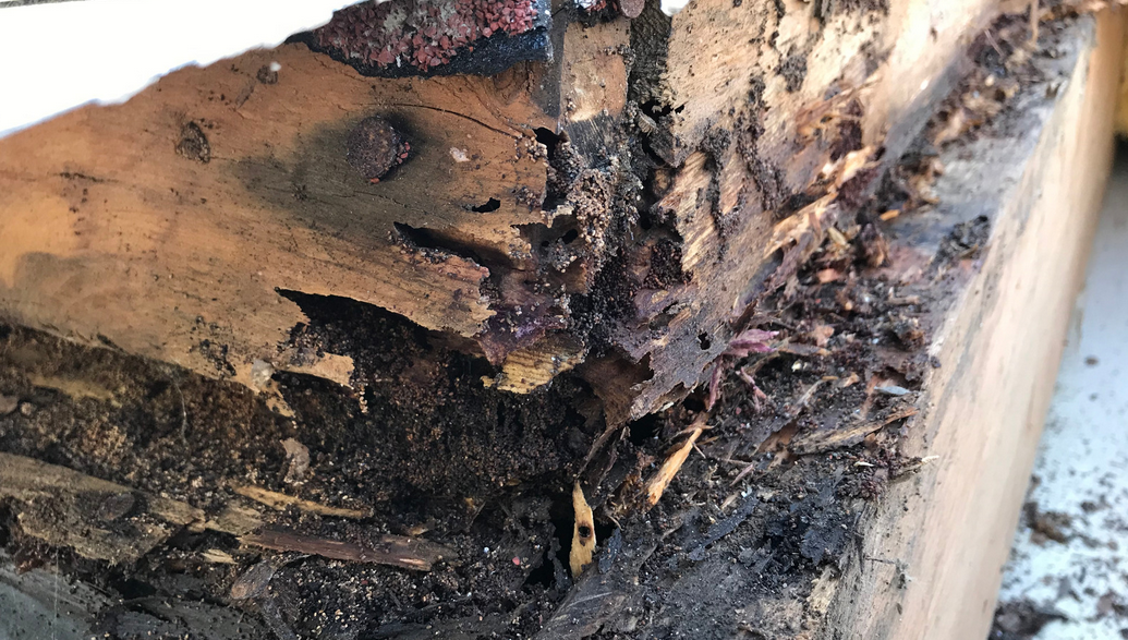 Close-up of a wooden structure with severe rot and decay in South Florida, showing crumbling, darkened, and splintered wood fibers—damage often linked to moisture or pest infestation requiring professional pest control.