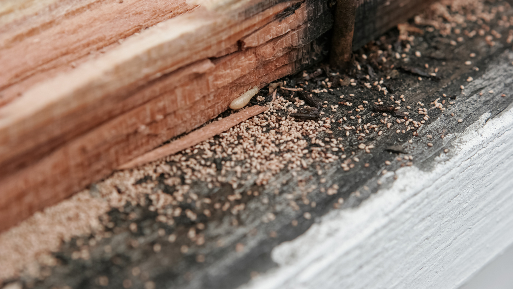 Close-up of damaged wood with small piles of sawdust-like termite frass and a visible termite larva, indicating a termite infestation common in Miami and South Florida. The wood appears cracked and decayed.
