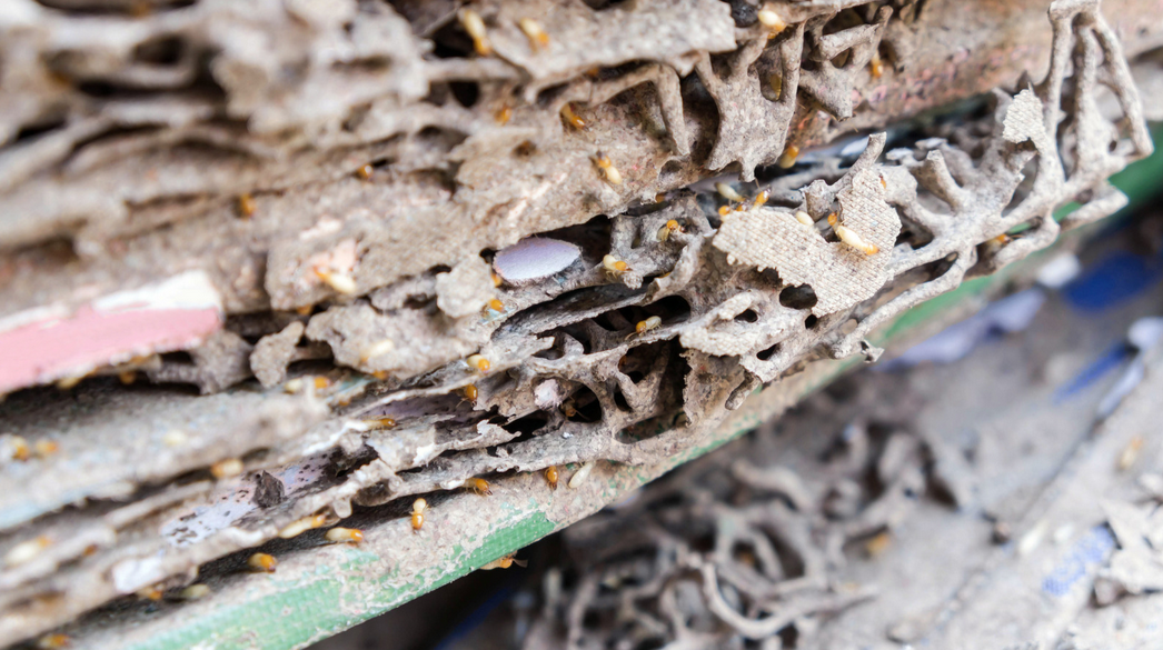 Close-up of several stacked cardboard sheets infested with termites in South Florida, showing extensive damage and intricate tunnels—highlighting the urgent need for pest control in Miami homes.