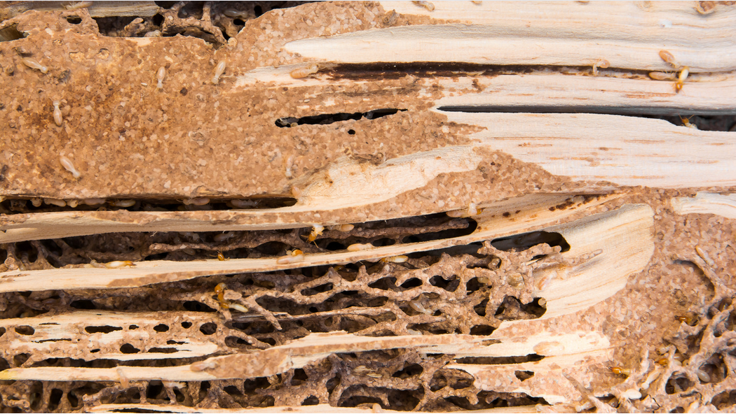 Close-up of damaged wood in South Florida, revealing intricate tunnels and galleries made by termites, with several small, pale termites visible among the exposed wood fibers.