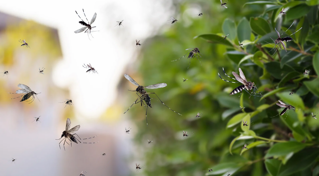 A swarm of mosquitoes flies outdoors near green leafy bushes in South Florida, with several insects visible in sharp detail against a blurred background.