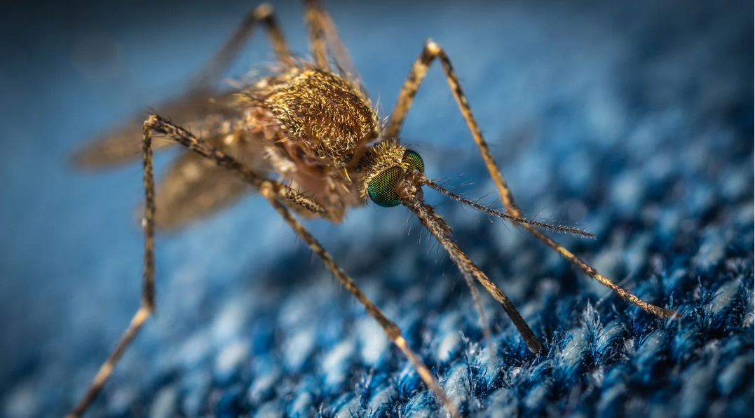 A close-up image of a mosquito with visible green eyes and long legs, standing on a blue textured fabric surface—a common sight in South Florida, where pest control is essential.