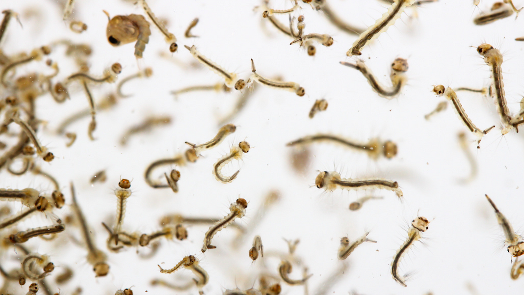 Close-up of numerous mosquito larvae floating in water against a white background, showing their segmented bodies and bristles—commonly seen in south Florida, including Miami-Dade and Miami.