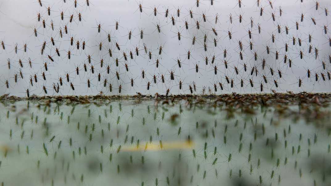 Dozens of mosquitoes cluster on a transparent surface, their reflections visible below, creating a dense and chaotic pattern—a vivid reminder of the importance of pest control in Miami Dade.