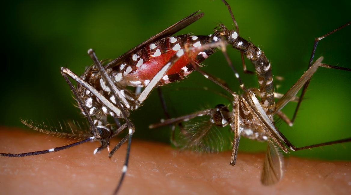 Two mosquitoes, one with a red, blood-filled abdomen and white spots on its body, are perched on human skin against a blurred green background—a common scene in South Florida where pest control is essential.
