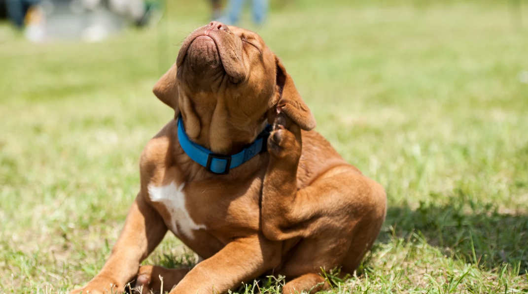 A brown puppy with a blue collar sits on green grass in Miami, eyes closed, scratching its head with a hind leg.