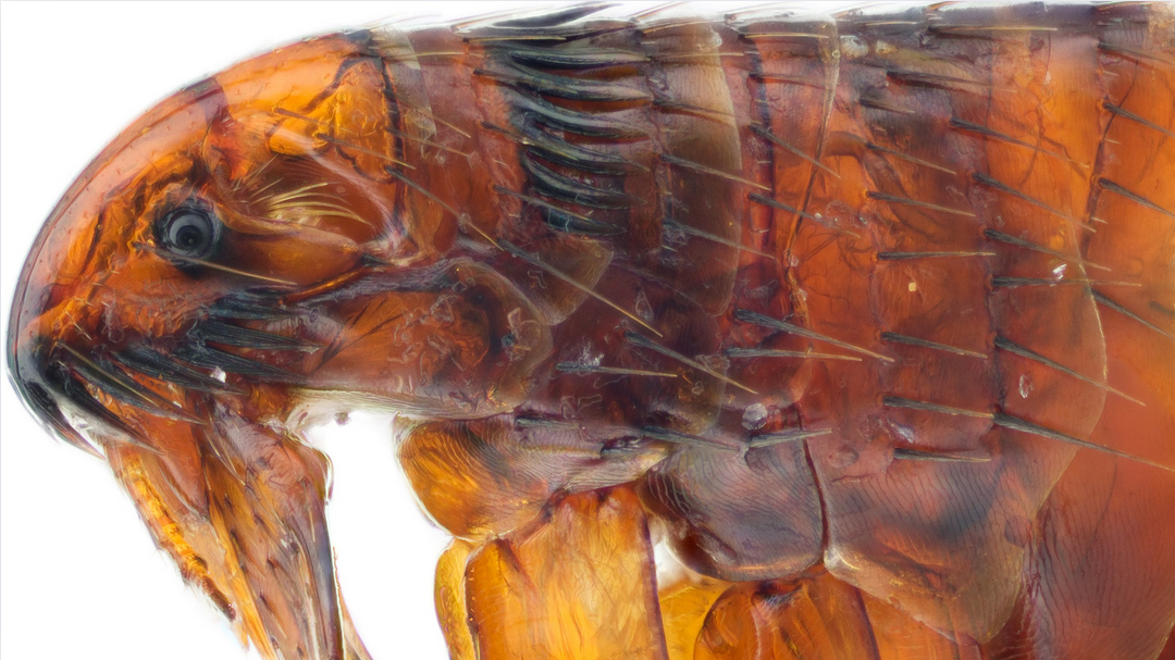 Close-up image of the head and upper body of a flea, showing its detailed anatomy with a translucent, amber-brown exoskeleton and visible mouthparts, legs, eye, and segmented body—commonly found in Miami-Dade and South Florida—against a white background.