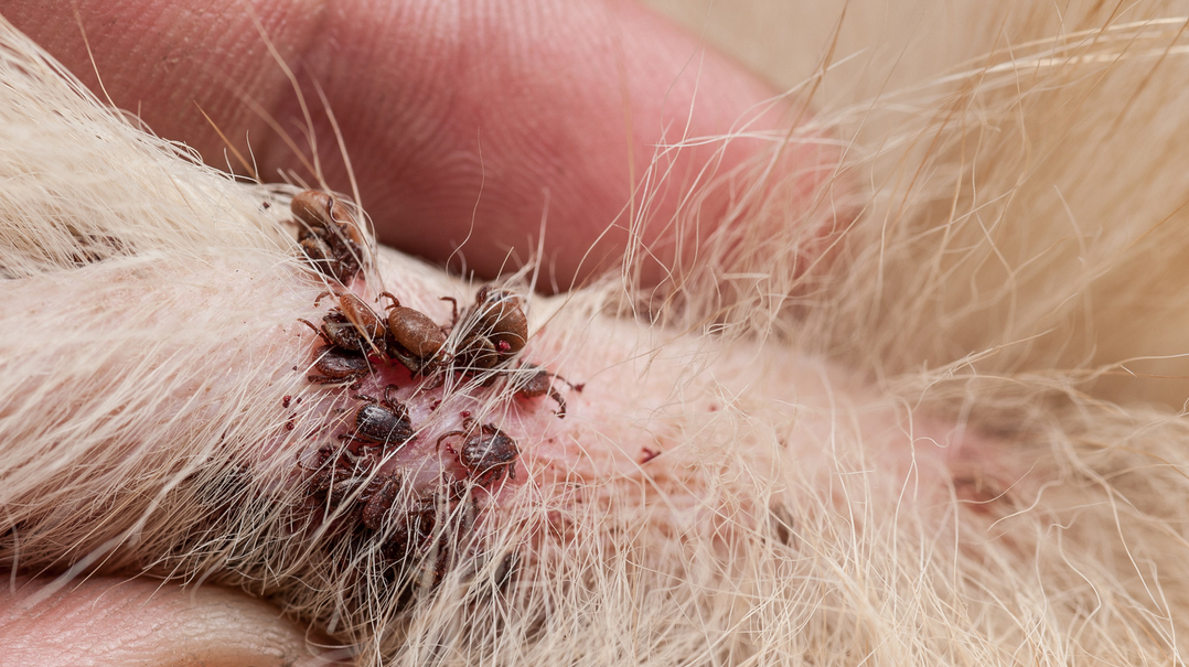 A close-up of a person's hand parting furry animal hair to reveal several ticks attached to the animal's irritated, reddened skin—an issue often addressed by pest control specialists in Miami Dade and South Florida.