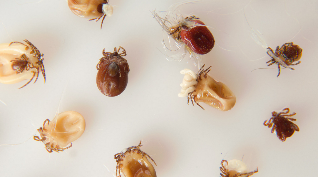 Close-up of multiple ticks and tick eggs scattered on a white background, showing various life stages and sizes—a reminder of the importance of pest control in Miami and South Florida. Some ticks are attached to broken shells or casings.