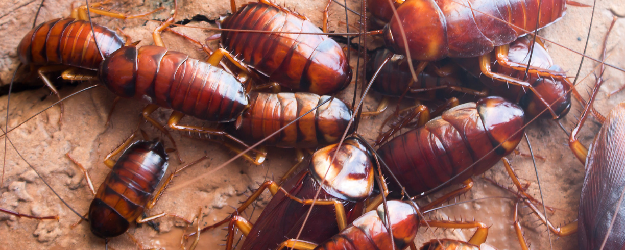 Several large brown cockroaches clustered together on a rough, reddish surface in Miami, their glossy bodies and long antennae clearly visible—a reminder of the city’s ongoing need for effective pest control.