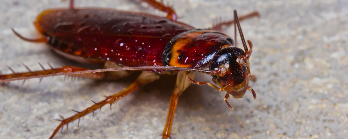 Close-up of a reddish-brown cockroach with long antennae and spiny legs, standing on a textured, light-colored surface in Miami-Dade.